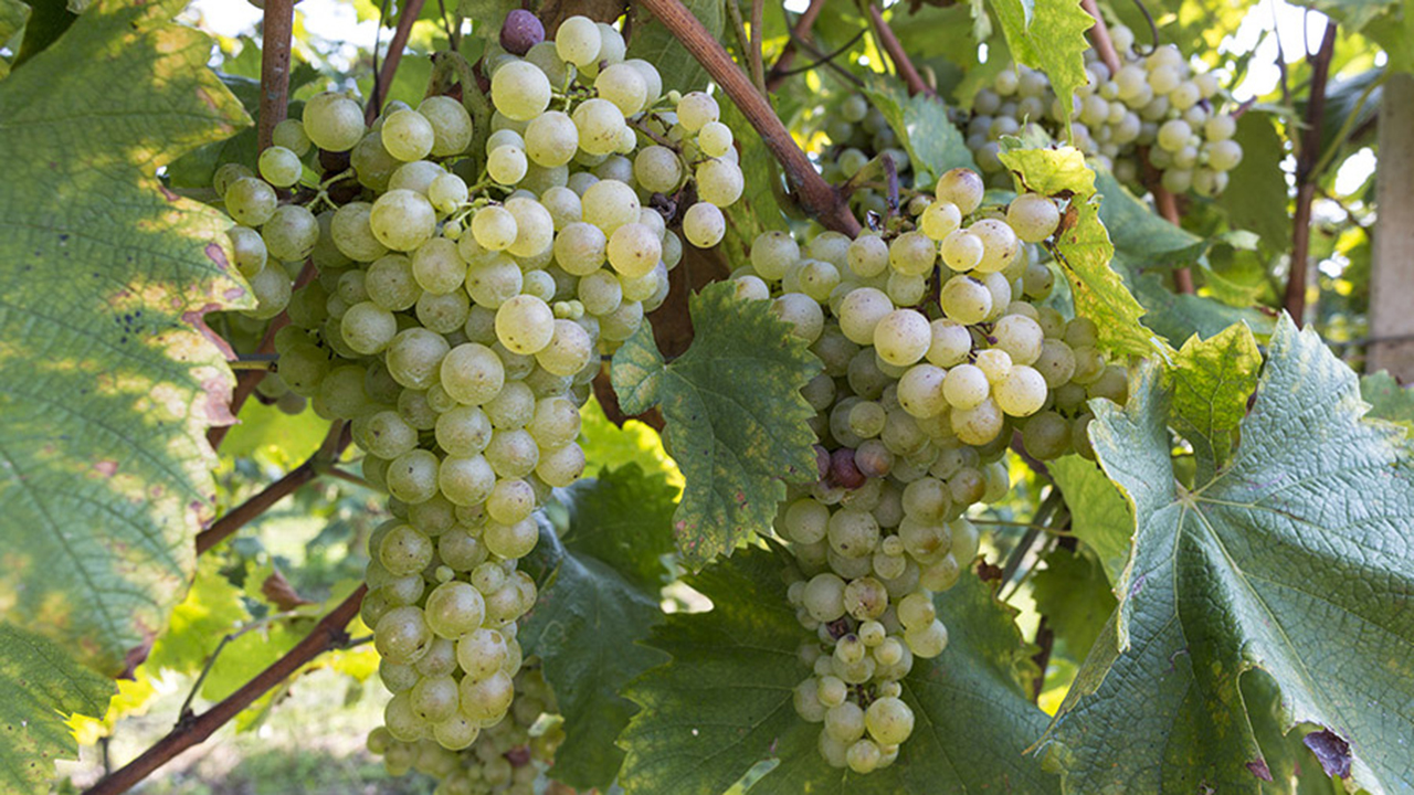 Azienda_agricola_ferronato_crystian_02